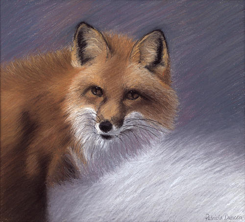 The Sly Fox Pastel by Patricia Duncan - Fine Art America