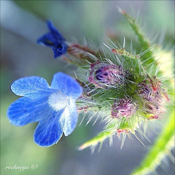 Nature Photograph - The Small Autumn Flower Collage by Willem Smit