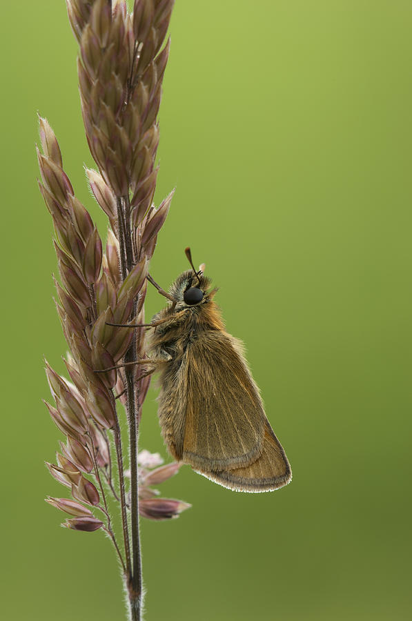 The Small Skipper Photograph by Andy Astbury
