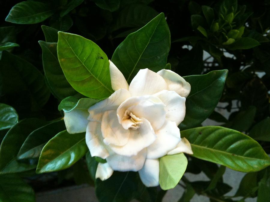 The Smell of a Gardenia Photograph by Shawn Hughes