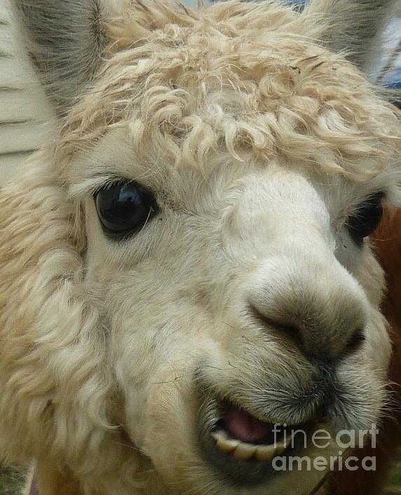 The Smiling Alpaca Photograph by Therese Alcorn