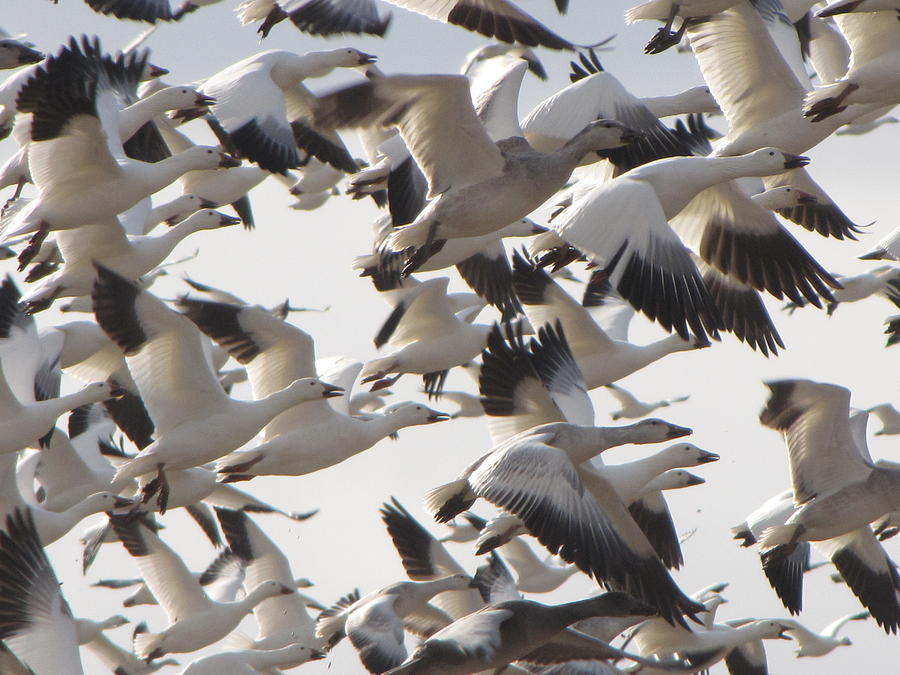 Geese Photograph - The Snow Geese Flight by Francois Fournier