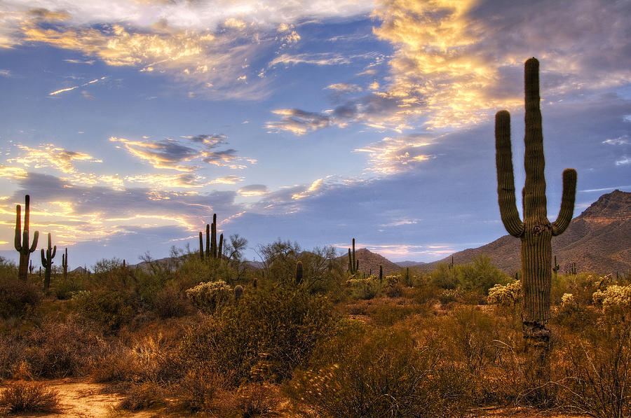 The Sonoran Desert  Photograph by Saija Lehtonen
