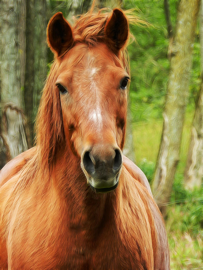 The Sorrel Photograph by Carol A Commins | Fine Art America