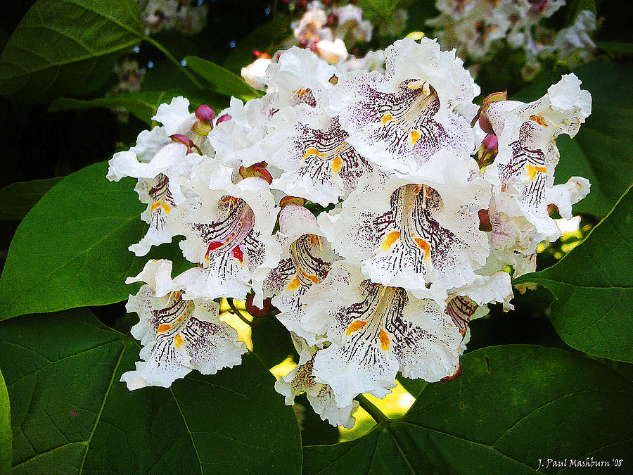 The Southern Catalpa Photograph by Paul Mashburn