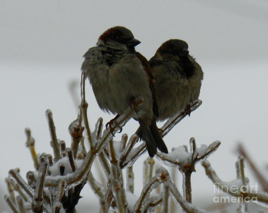 Shrek Photograph - The sparrows by Mariana Robu