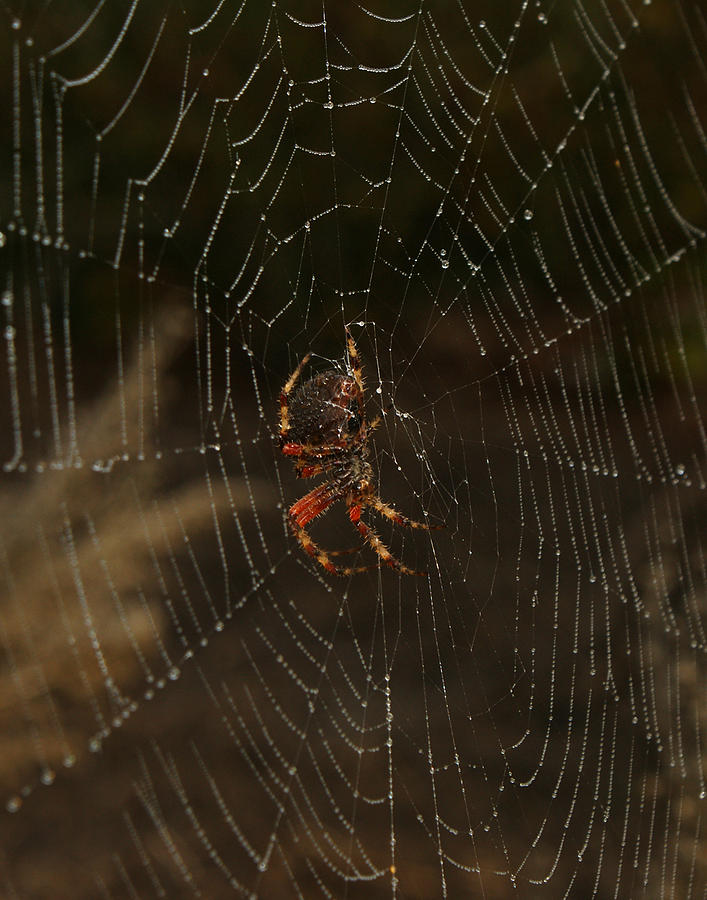 The Spider 2 Photograph by Ernest Echols