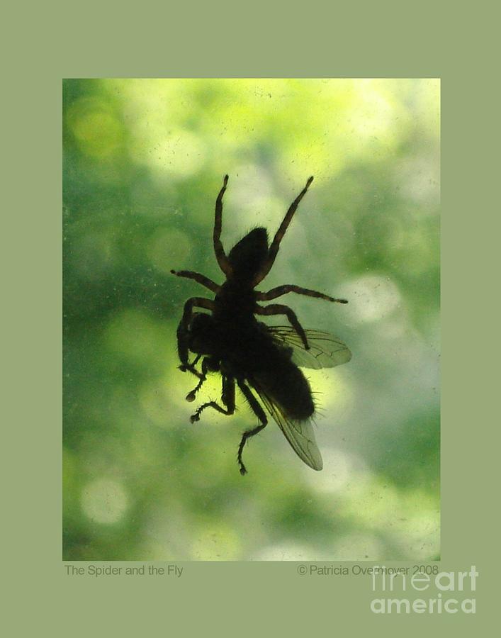 The Spider and the Fly Photograph by Patricia Overmoyer