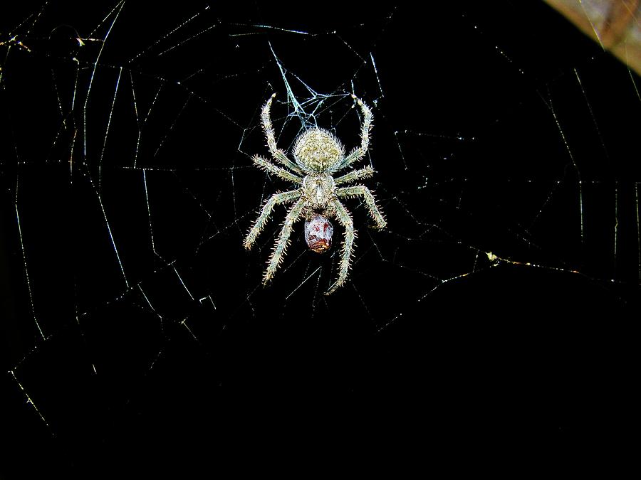 The Spider Photograph