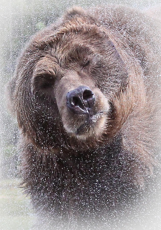 Grizzly Bear Photograph - The Spin Cycle by Athena Mckinzie
