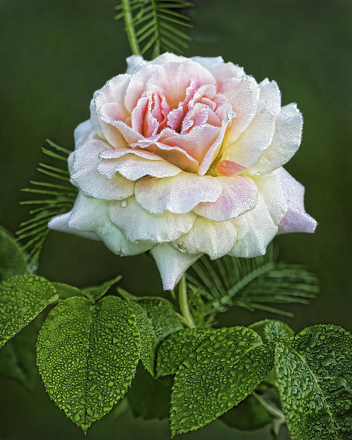 The Splendor of the Rose Photograph by Kathy Clark