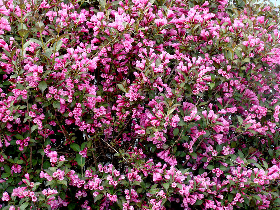 The Spring Bush Photograph by Dennis Dugan