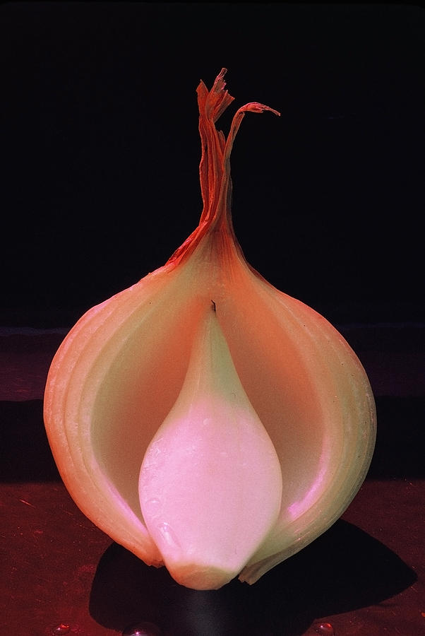 Onion Painting - The sprit of the onion by Alfredo Da Silva