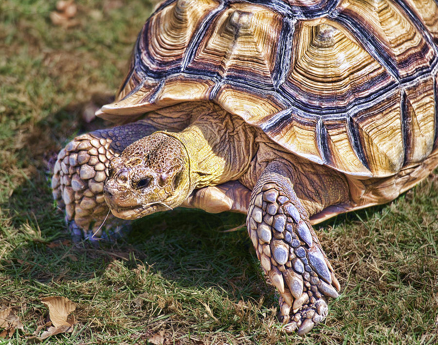 The Spurred Tortoise Photograph by Diana Cox - Fine Art America