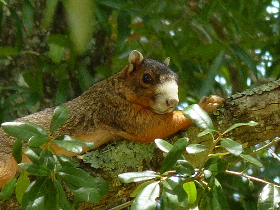 Side View Photograph - The Squirrel by Anthony Walker Sr