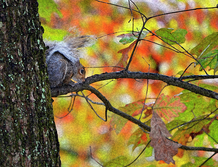 The Squirrel Umbrella Photograph by Paul Mashburn