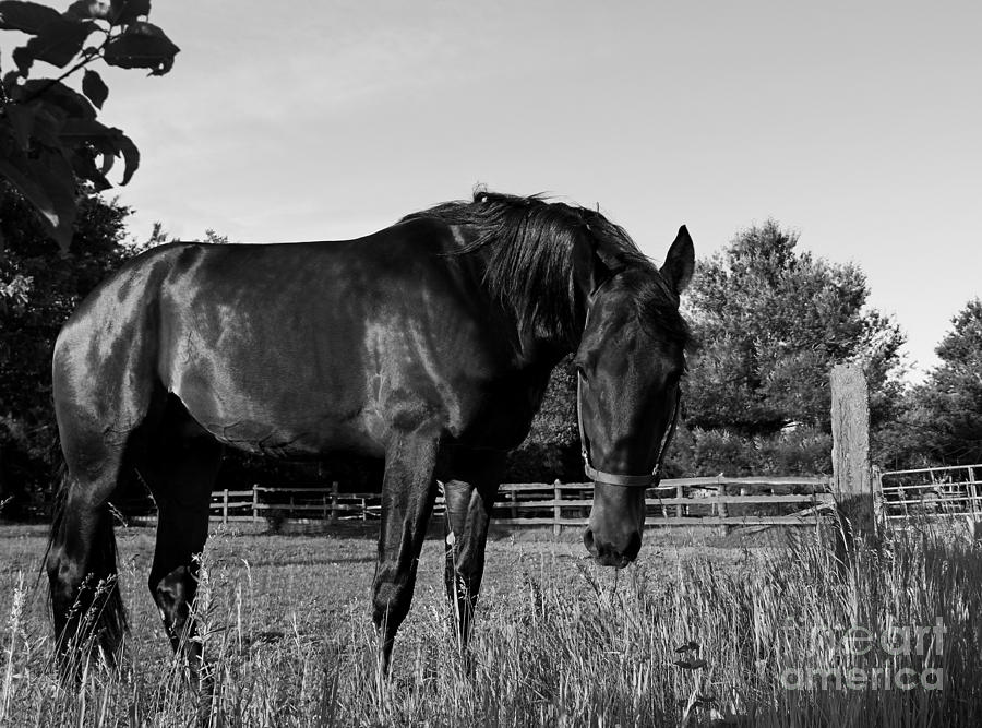 The Stallion Photograph by Davandra Cribbie