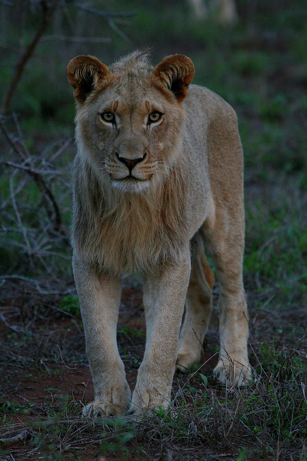 The Stare - Young Lion Photograph by Bruce J Robinson