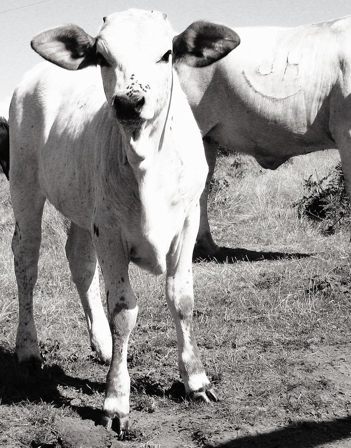 Cow Photograph - The Stare down by Alyssa St Clair