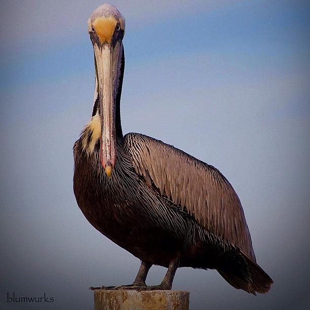 Pelican Photograph - The Stare Down by Matthew Blum
