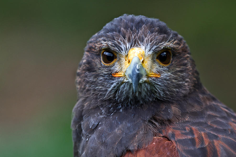 The stare of a Harris Hawk Photograph by Celine Pollard