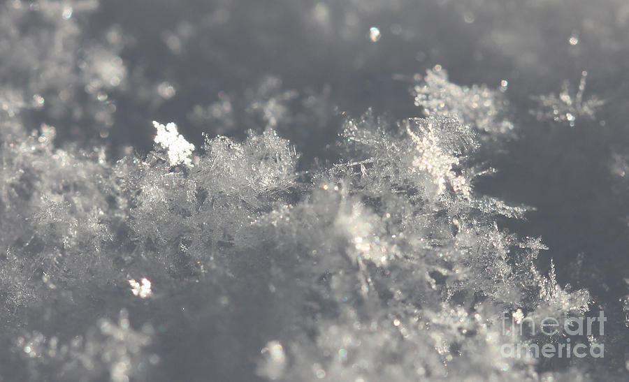 The Story of 2 Snowflakes Photograph by Donna L Munro