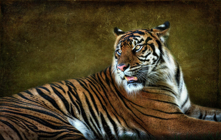 The Sumatran Tiger  Photograph by Saija Lehtonen