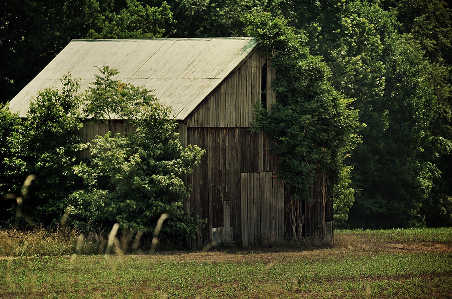 Summer Photograph - The Summer Barn by Rebecca Sherman