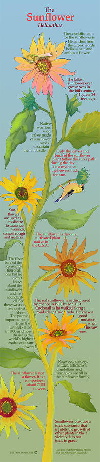 Sunflower Drawing - The Sunflower by Cezzzanni Alexander