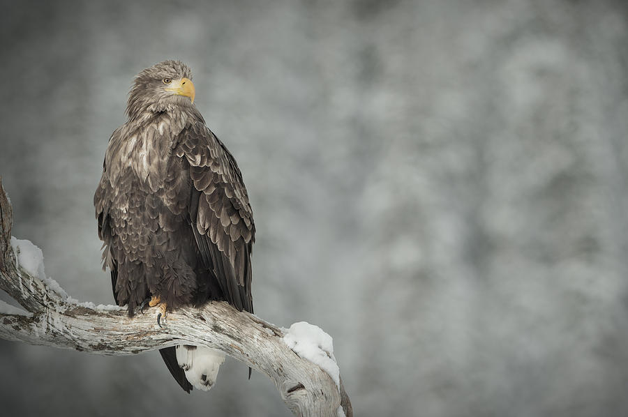 Eagle Photograph - The Surveyor by Andy Astbury