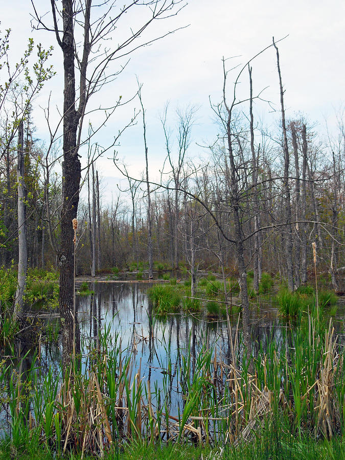 The Swamp Photograph by Cyryn Fyrcyd