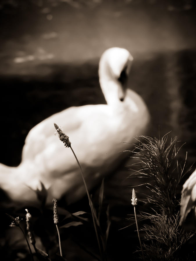 The Swan Photograph by Jessica Brawley