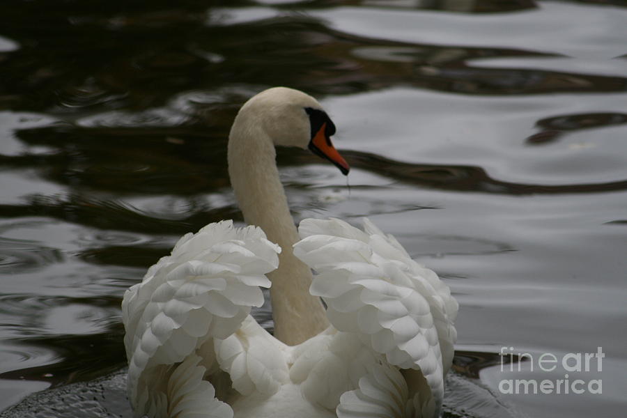 Nature Photograph - The Swan by Valia Bradshaw
