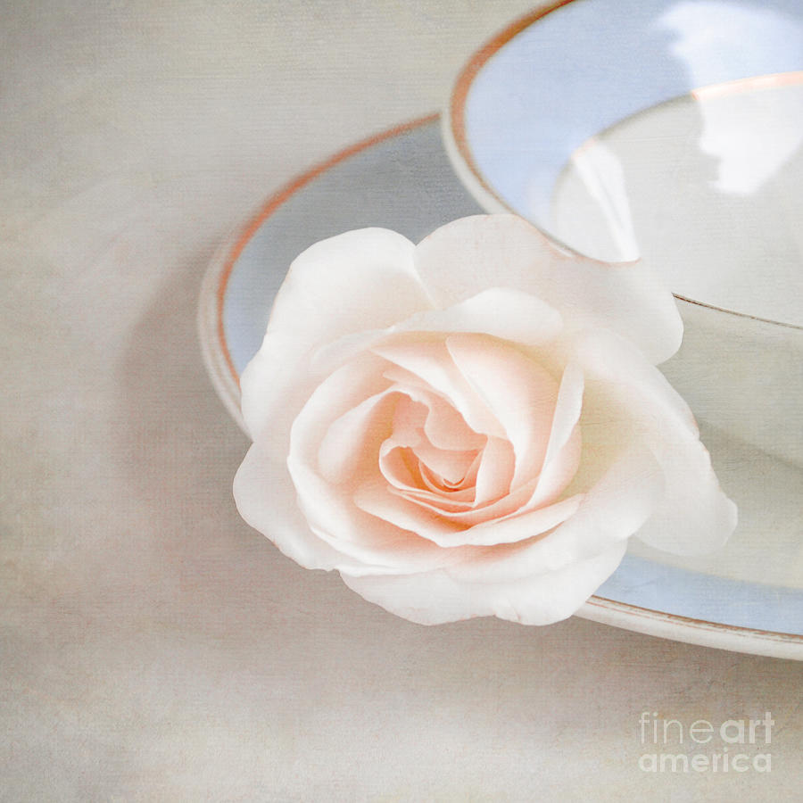 Still Life Photograph - The sweetest rose by Lyn Randle