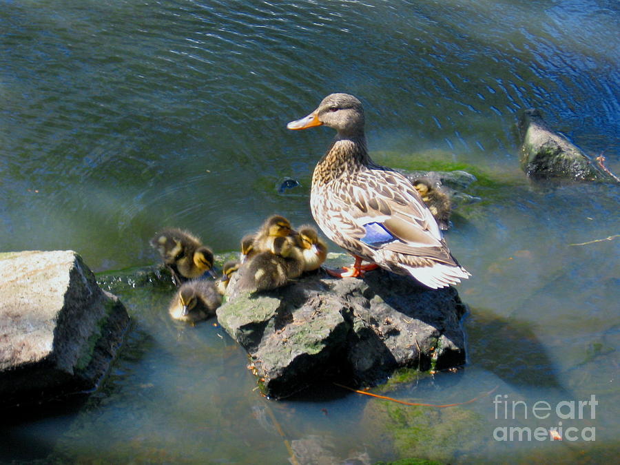 Bird Photograph - The Swimming Lesson by Rory Siegel