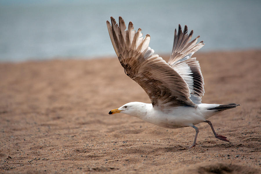 Bird Photograph - The Take Off by Karol Livote