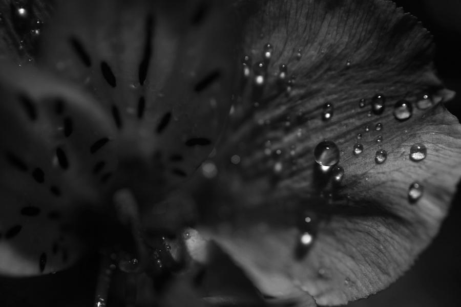 Black And White Photograph - The Tears Have All Been Shed by Laurie Search