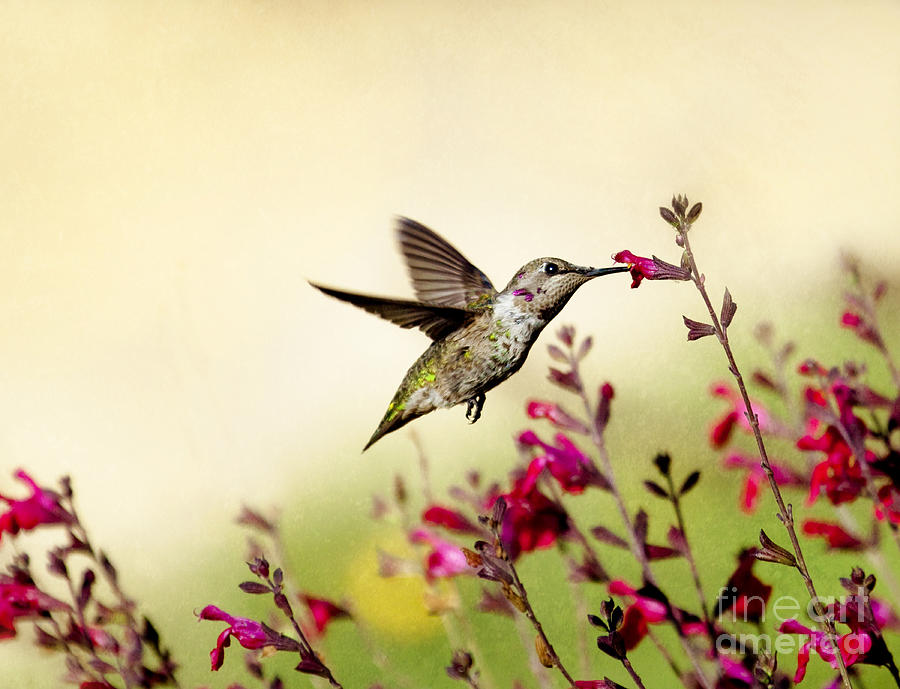 The Tempest Hummingbird Photograph by Susan Gary