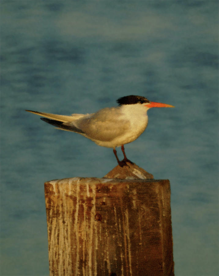 The Tern Photograph