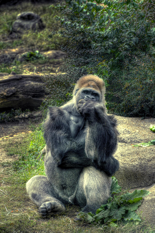 The Thinker Photograph by William Fields
