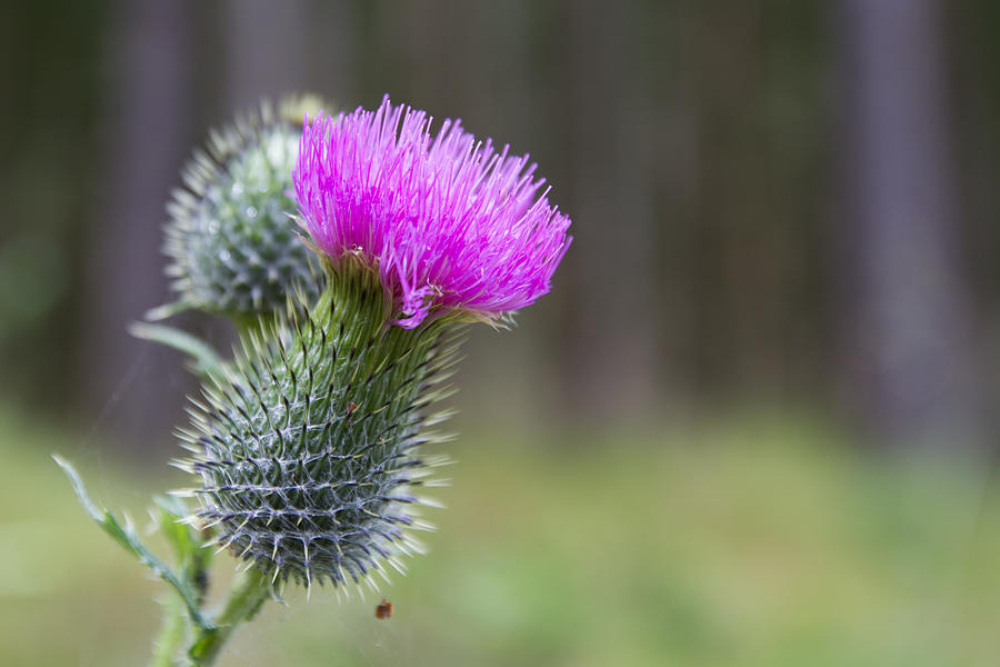 The Thistle In Color Photograph by Andreas Levi