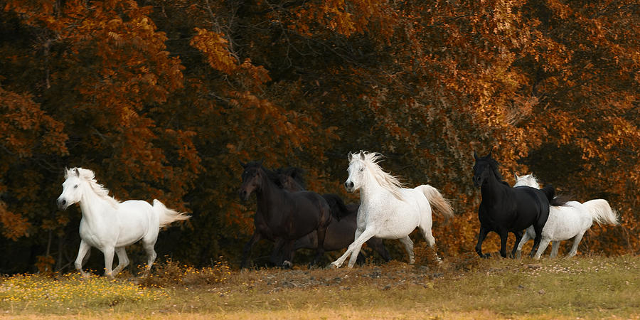 Horse Photograph - The Thracian Mares by Ron  McGinnis