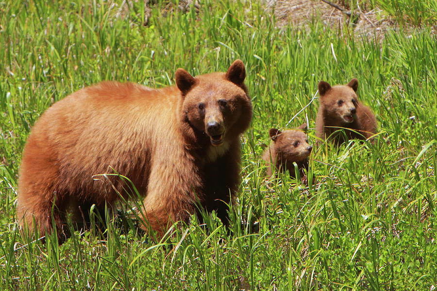 The Three Bears Photograph by Bruce J Robinson
