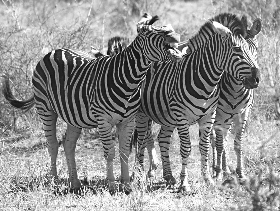 The Three Stooges Photograph by Kristen Macks - Fine Art America