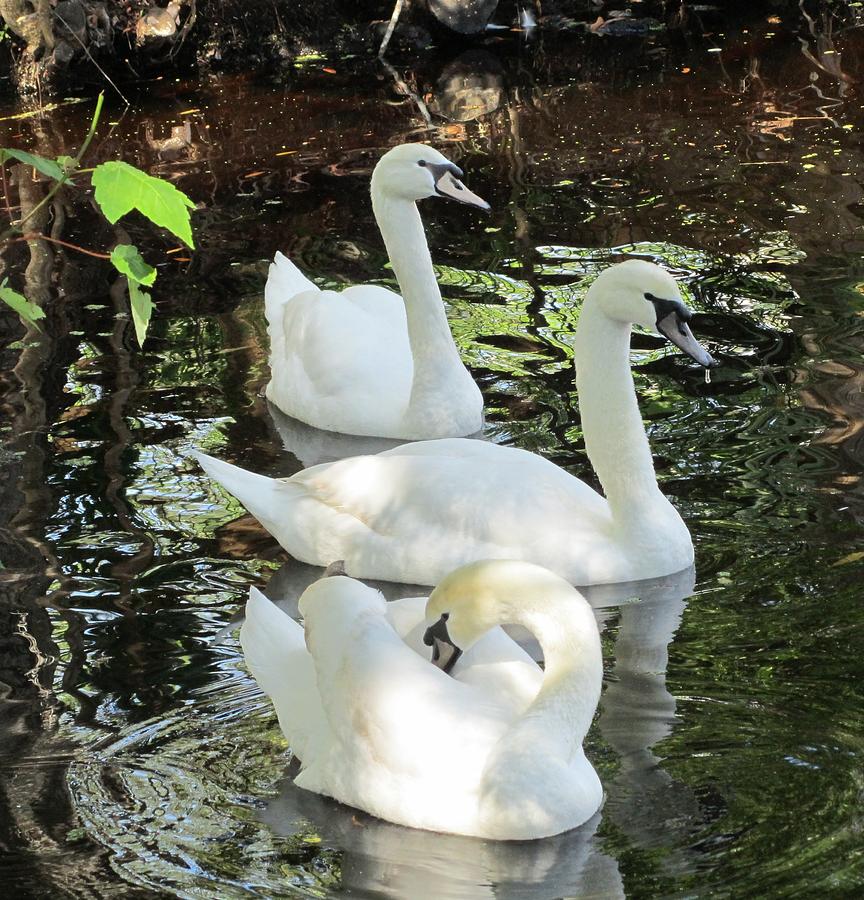 The Three Swans Photograph by Diane Burroughs