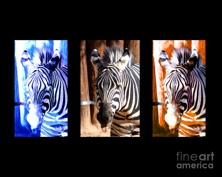 The Three Zebras black borders Photograph by Rebecca Margraf