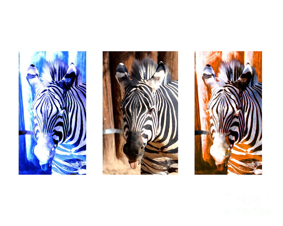 The Three Zebras White borders Photograph by Rebecca Margraf