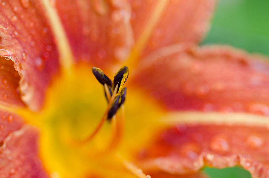The Tiger Lily Photograph by Margaret Pitcher