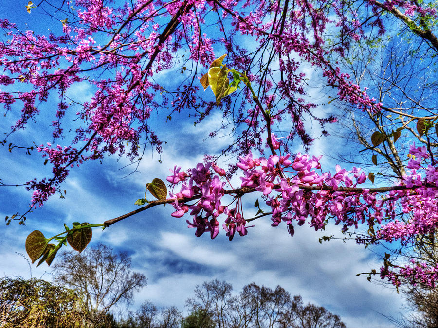 The Time of the Redbuds Photograph by William Fields