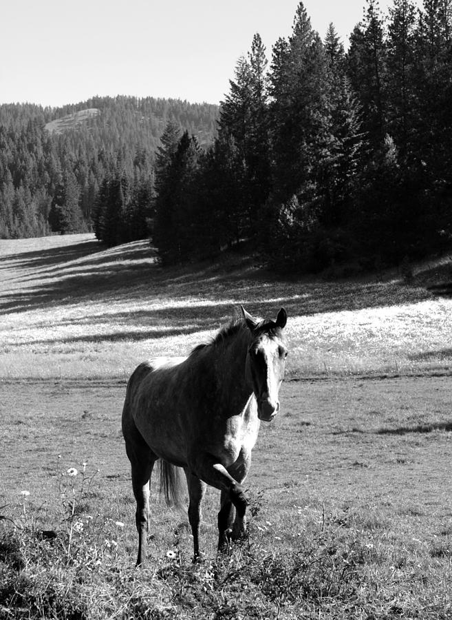Mountain Photograph - The Timid Mare by Joseph Noonan